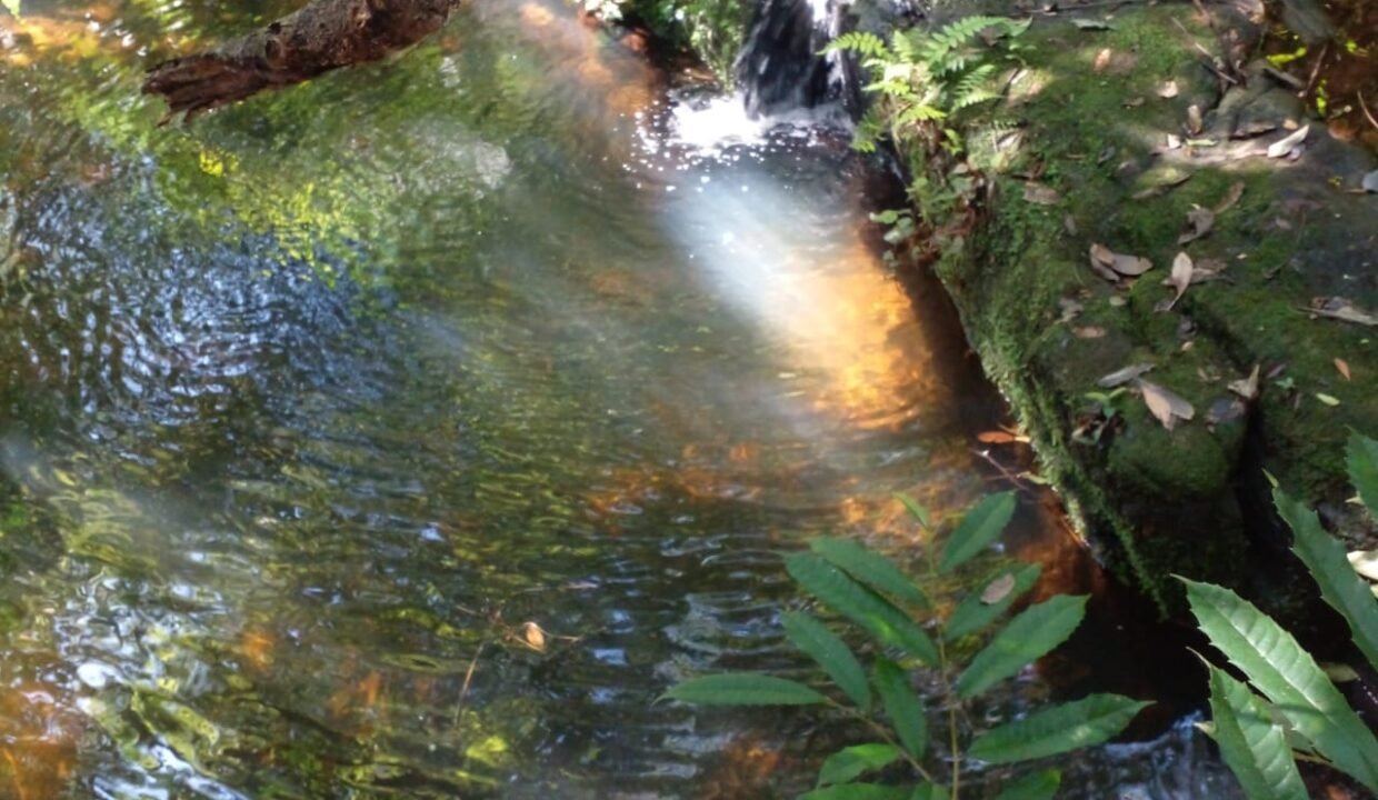 IMG-20250704-WA0010